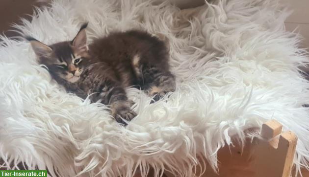 Bild 4: Tolles Maine Coon Kitten, Mädchen