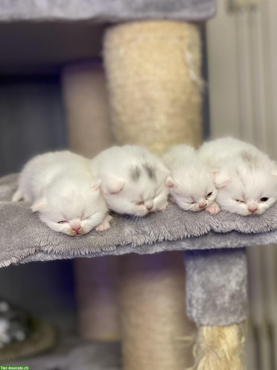 Bild 2: Weisse BKH Kitten mit Stammbaum von Papa/Mama