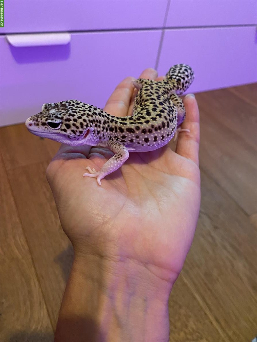 Leopardgecko Weibchen sucht perfektes Zuhause