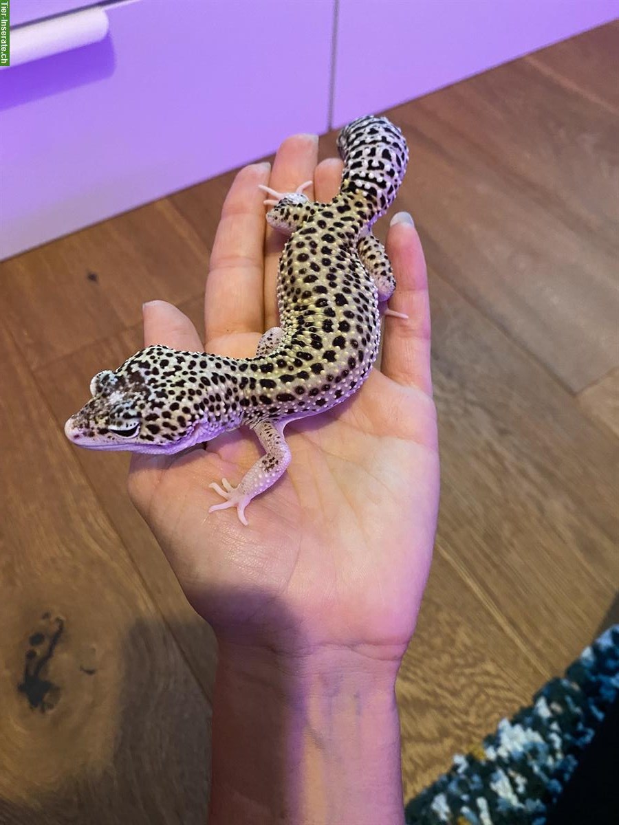 Bild 2: Leopardgecko Weibchen sucht perfektes Zuhause