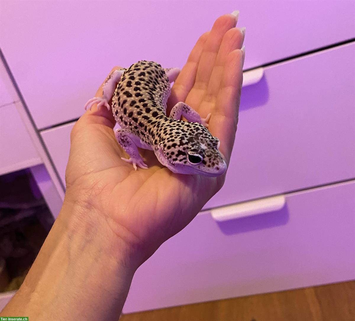 Bild 3: Leopardgecko Weibchen sucht perfektes Zuhause