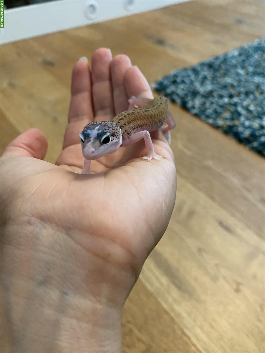 Bild 4: Leopardgecko Weibchen sucht perfektes Zuhause