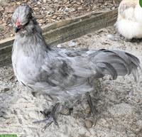 GRATIS: Lavender Araucana Hahn abzugeben