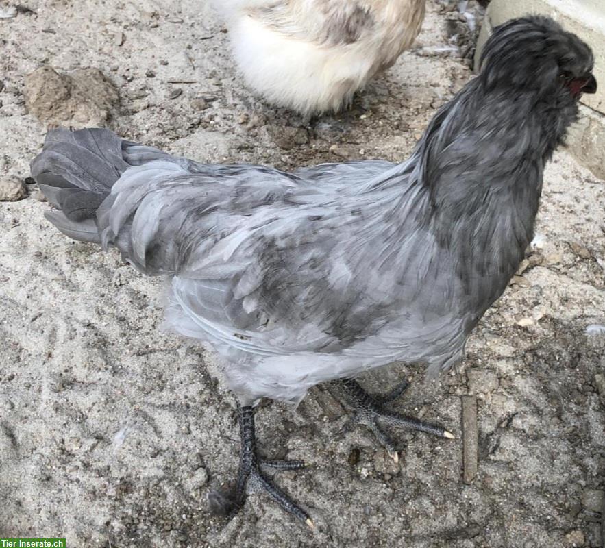 Bild 2: GRATIS: Lavender Araucana Hahn abzugeben