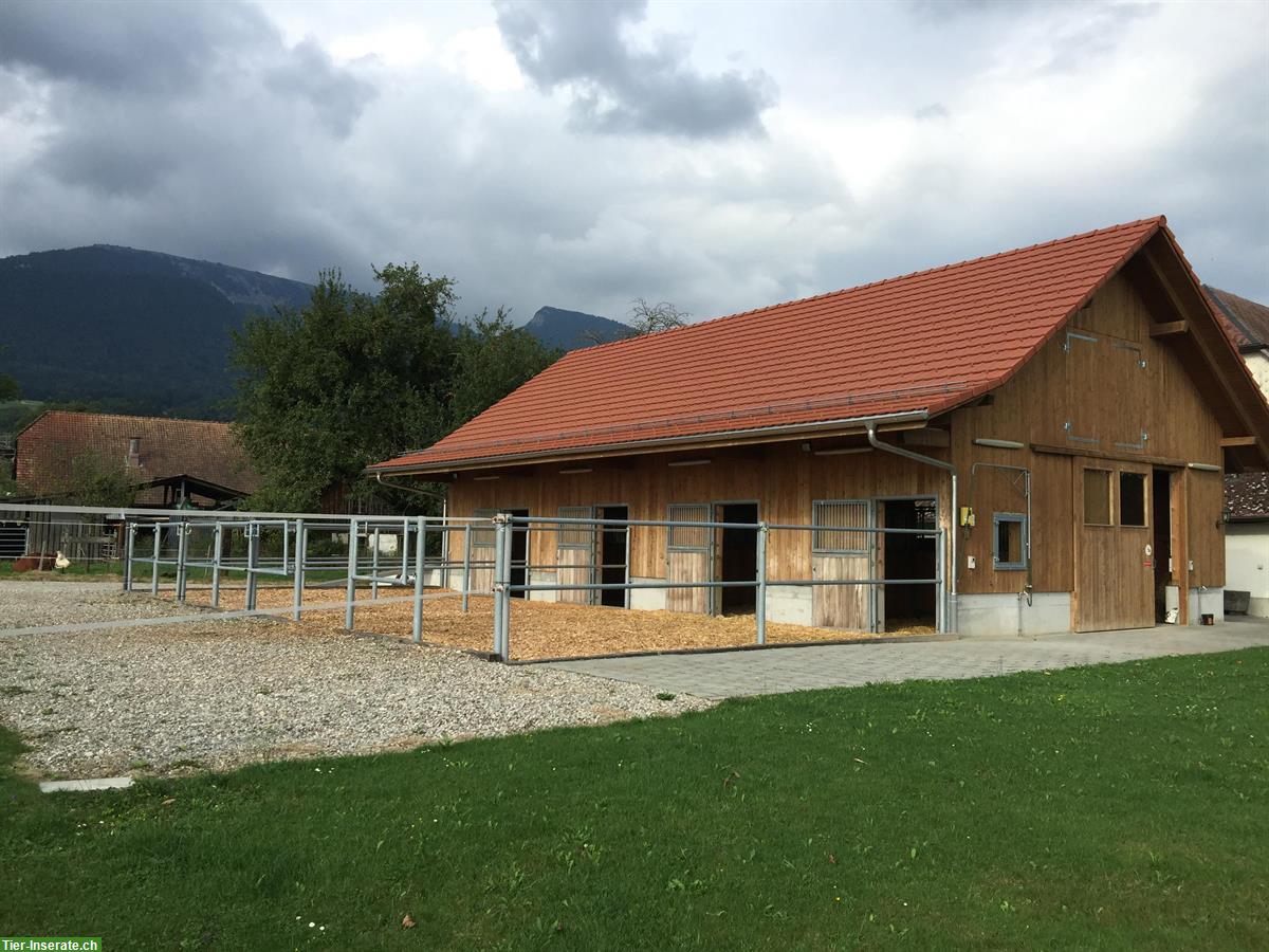 Pferdeboxe zu vermieten in Selzach SO