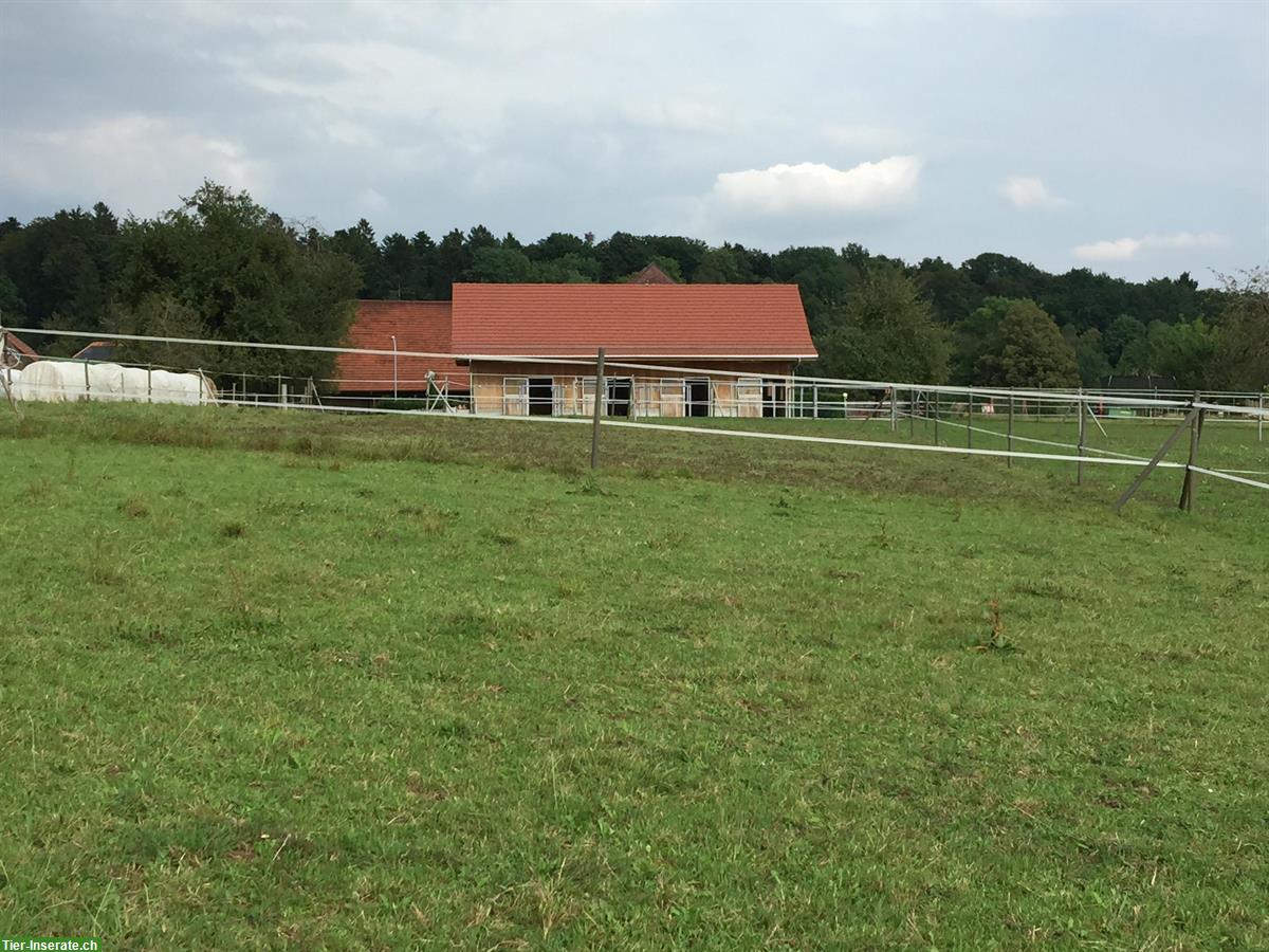 Bild 5: Pferdeboxe zu vermieten in Selzach SO