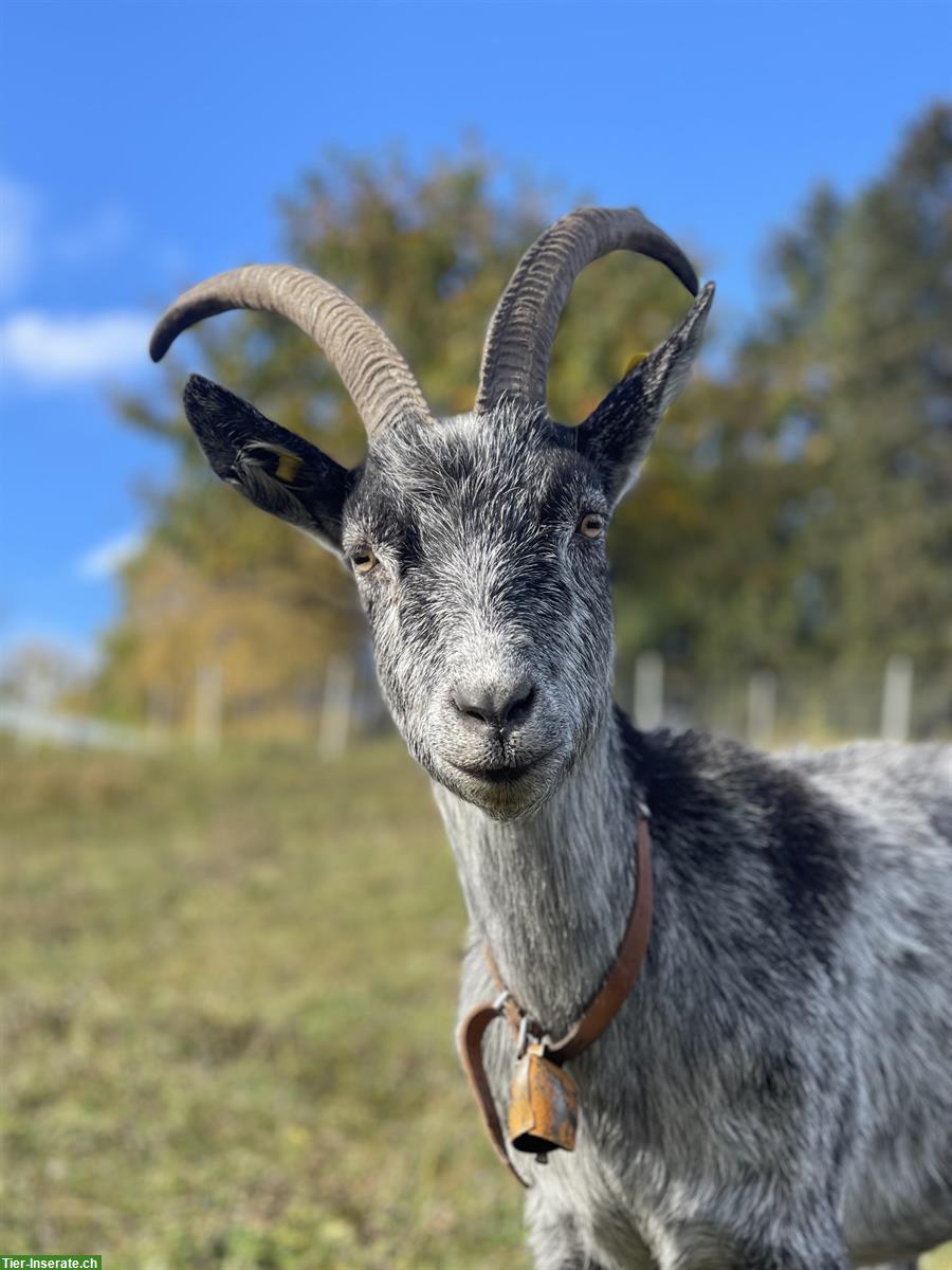 Capra Grigia Ziegen