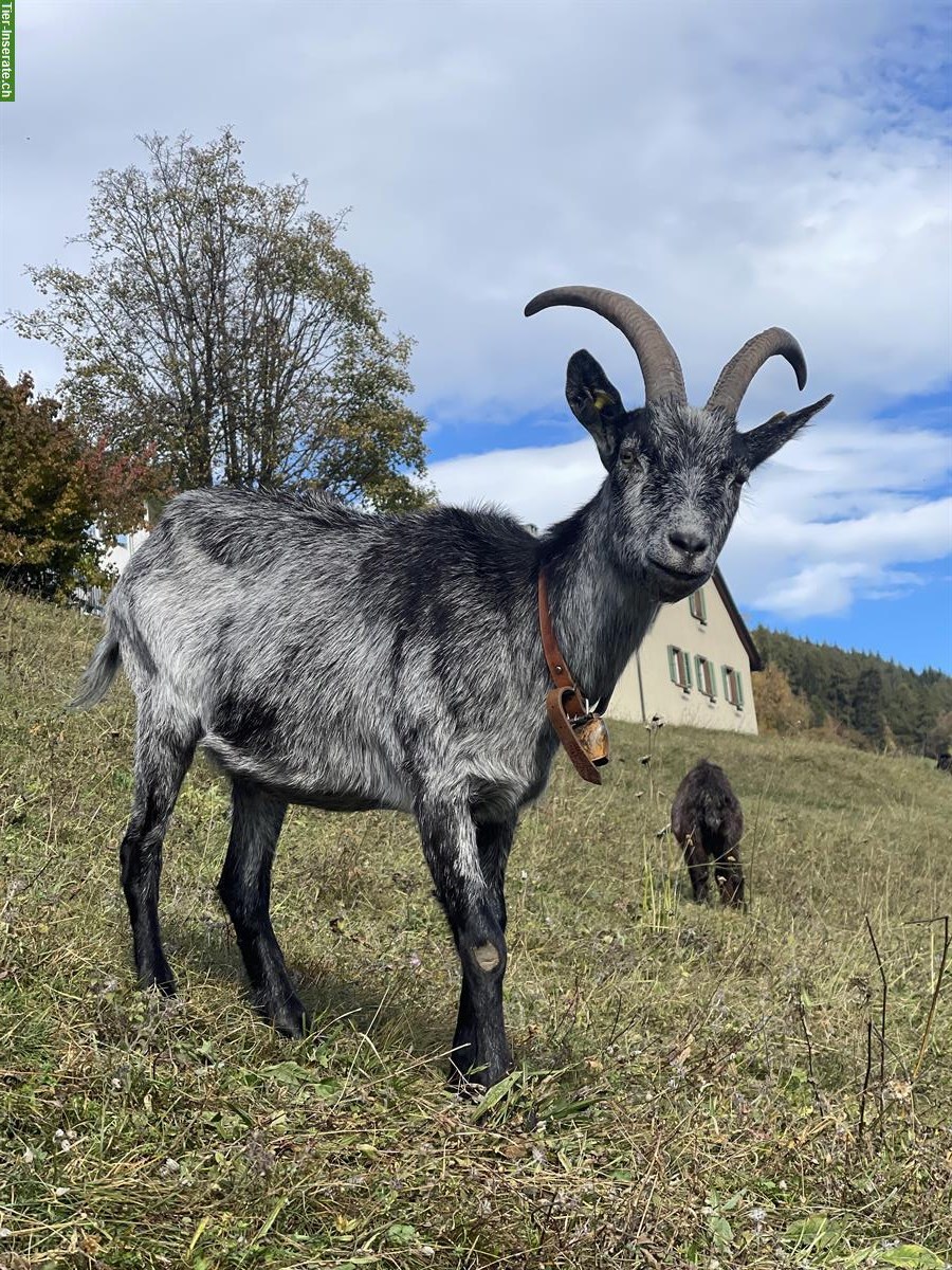 Bild 5: Capra Grigia Ziegen