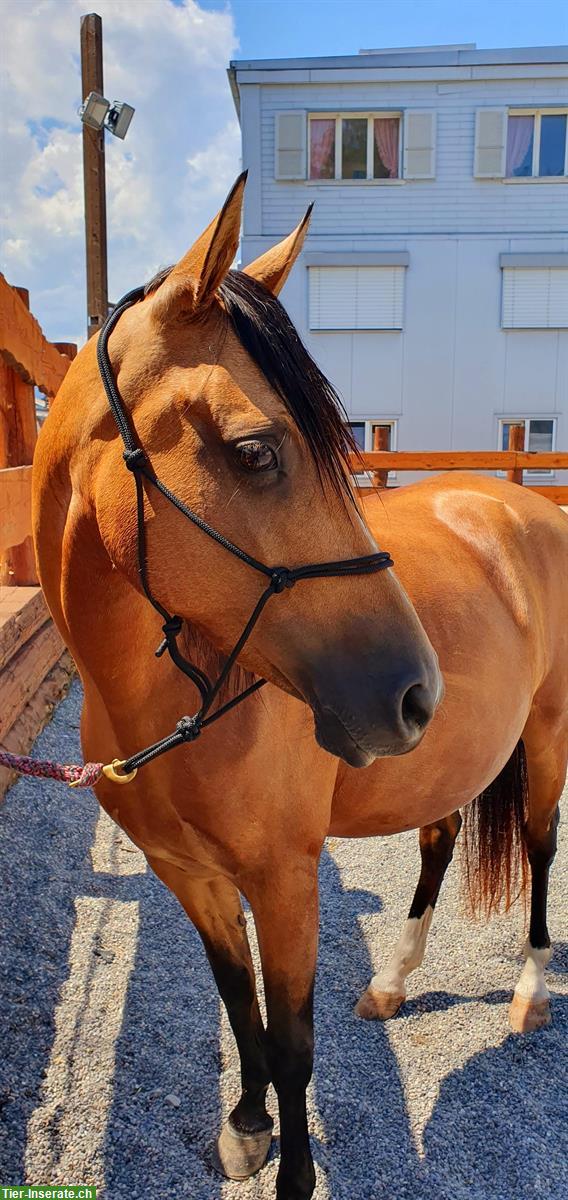 Bild 3: Buckskin Andalusier Stute zu verkaufen