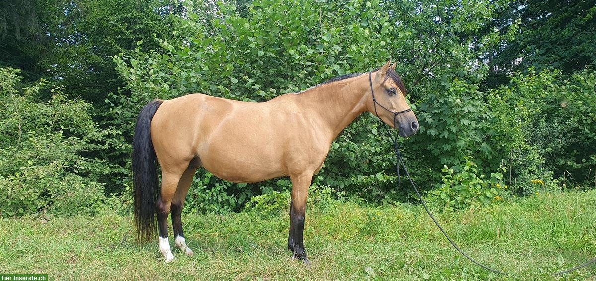 Bild 4: Buckskin Andalusier Stute zu verkaufen