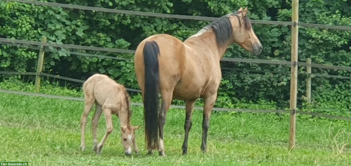 Bild 6: Buckskin Andalusier Stute zu verkaufen