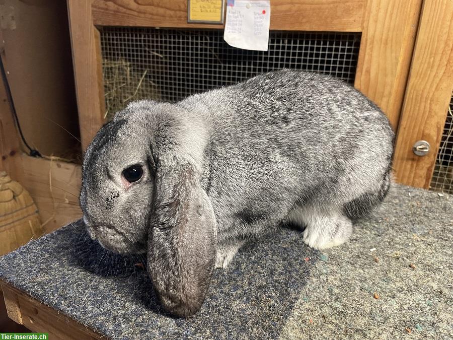 Bild 5: 2 Reinrassige Kleinwidder Zippen, chinchillafarbig