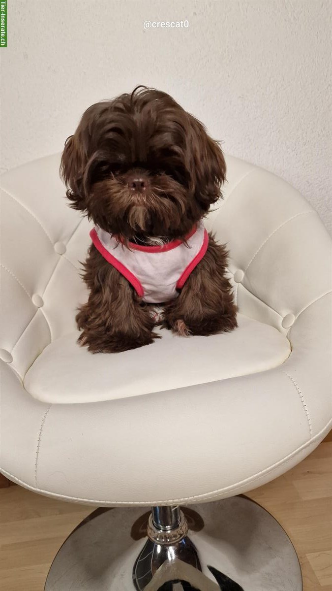 Allerliebste Shih Tzu Welpen zu verkaufen