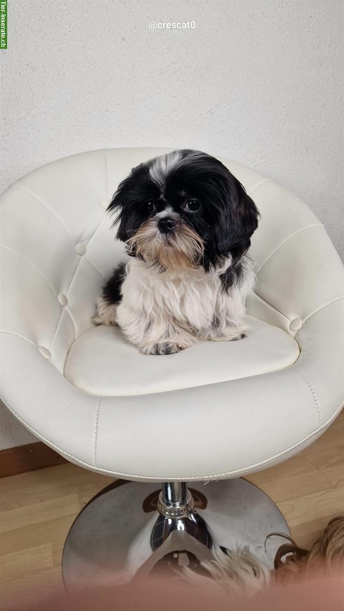 Bild 4: Allerliebste Shih Tzu Welpen zu verkaufen