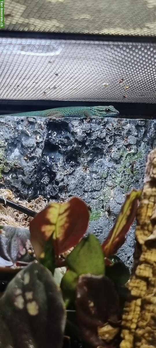 Bild 2: Lygodactylus williamsi Jungtier Männchen aus Nachzucht