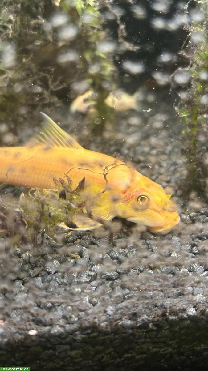 Bild 3: Saugschmerle Gold zu verkaufen, auch Aquarium 180L