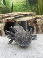 Axolotl Jungtiere zu vergeben, Albino und Wildlinge