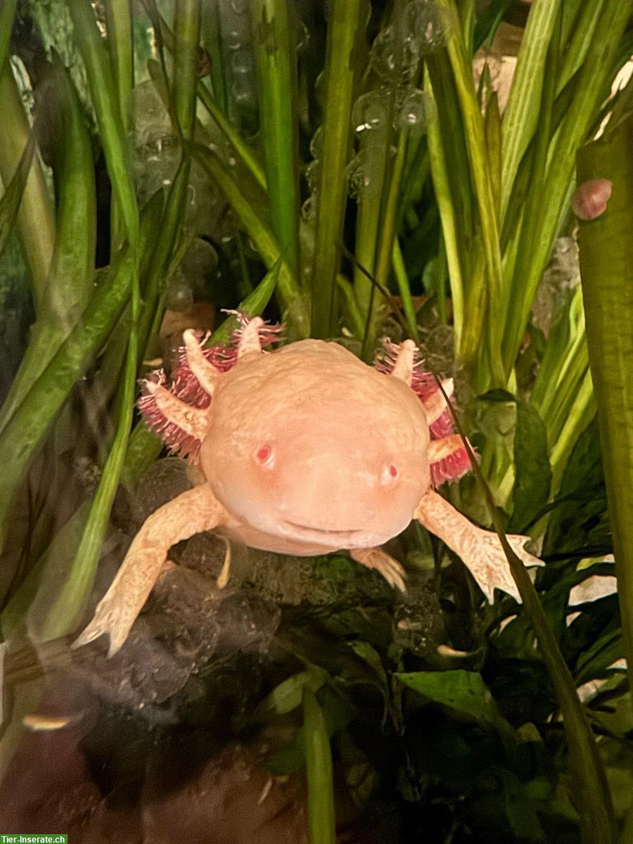 Bild 2: Axolotl Jungtiere zu vergeben, Albino und Wildlinge