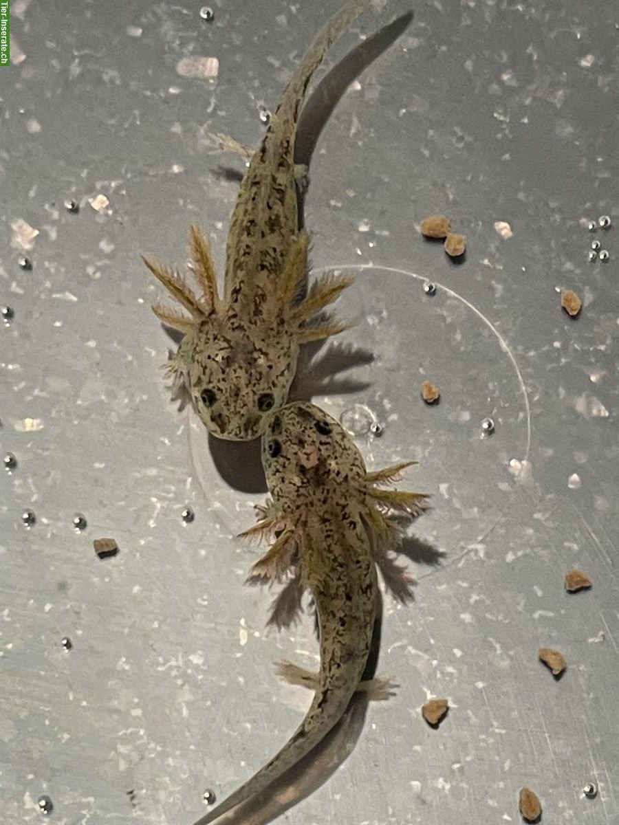 Bild 3: Axolotl Jungtiere zu vergeben, Albino und Wildlinge