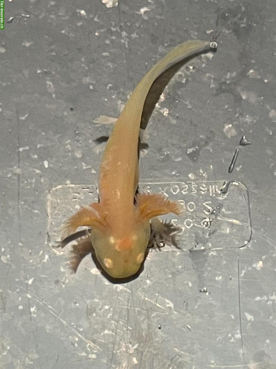 Bild 6: Axolotl Jungtiere zu vergeben, Albino und Wildlinge