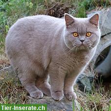 Britisch Kurzhaar Kater in lilac