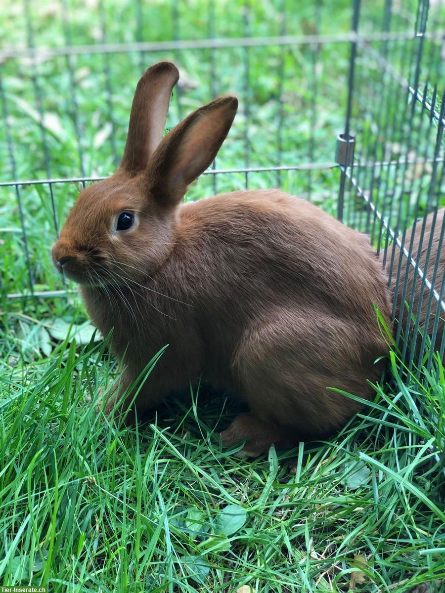 Sachsengold Kaninchen zu verkaufen