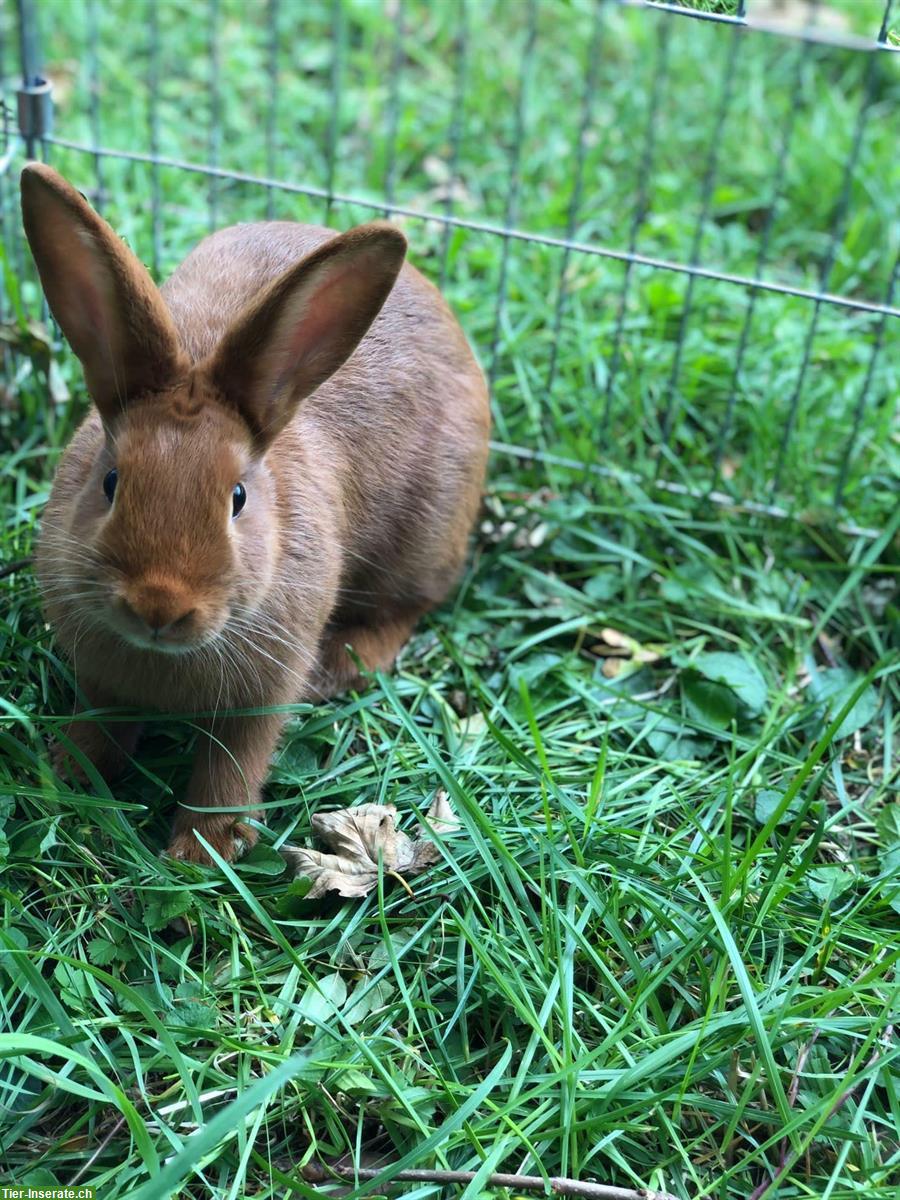 Bild 2: Sachsengold Kaninchen zu verkaufen