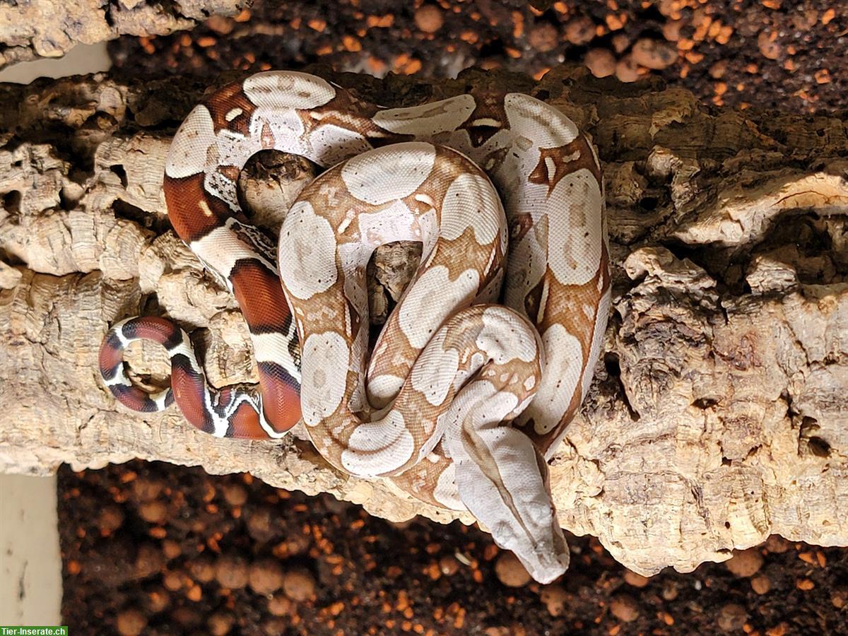 Bild 2: Boa constrictor constrictor, Surinam / Nordbrasilien