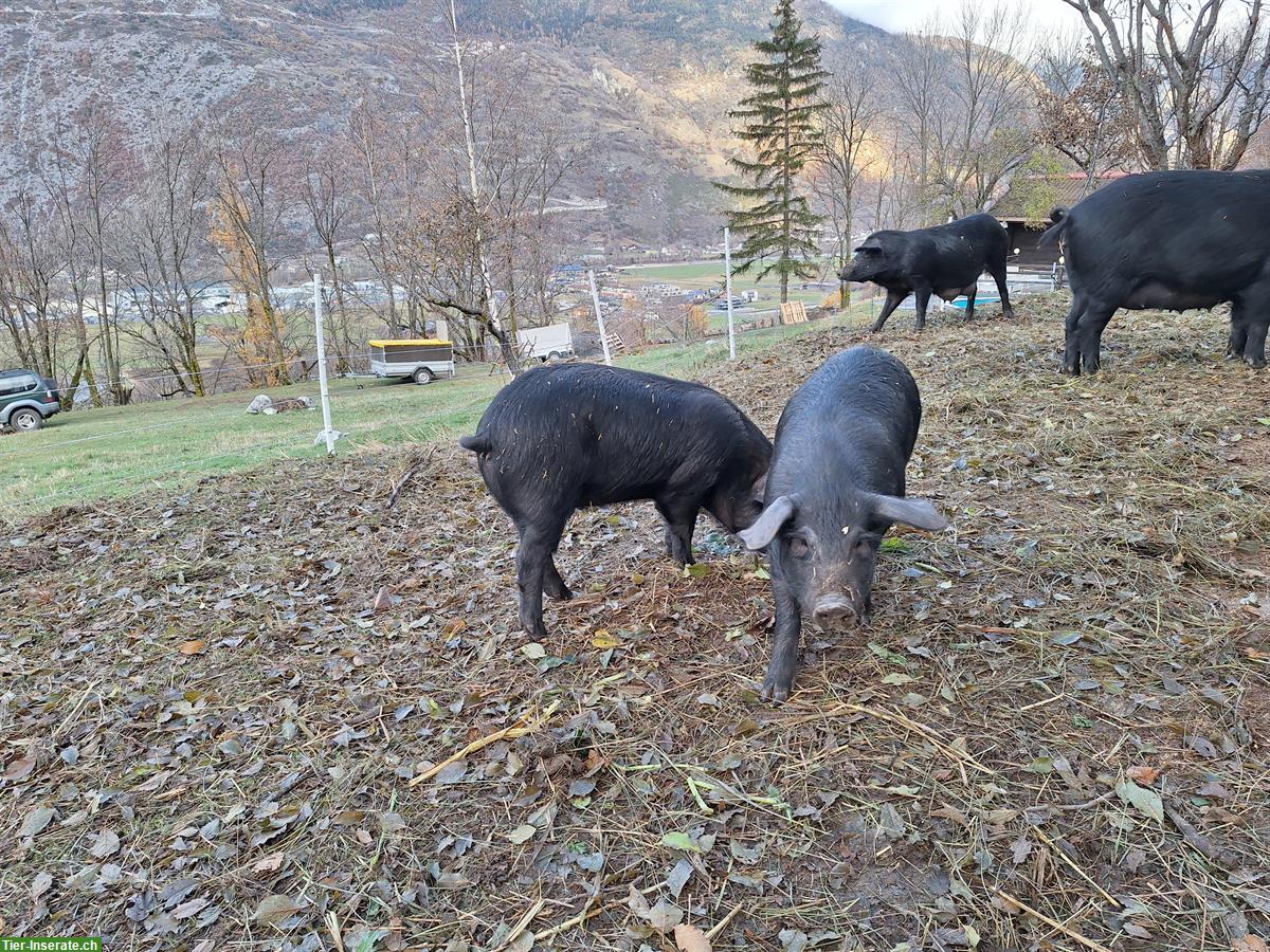 Junger Zuchteber, Schwarzes Alpenschwein