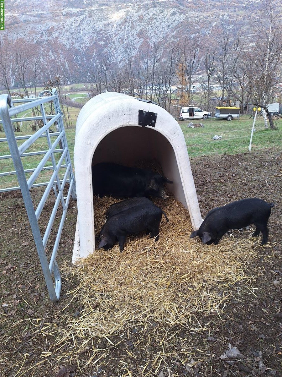 Bild 2: Junger Zuchteber, Schwarzes Alpenschwein