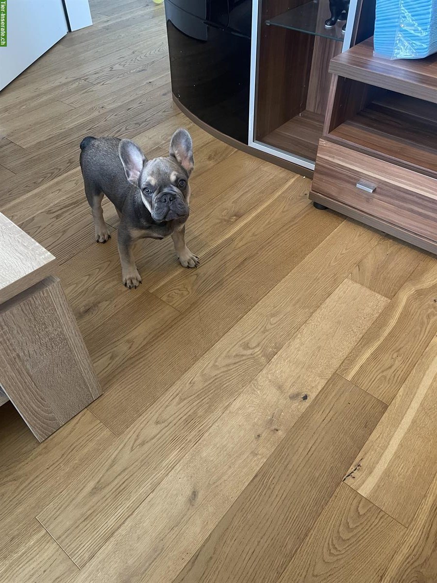 Bild 2: Französische Bulldogge Rüde mit Zubehör