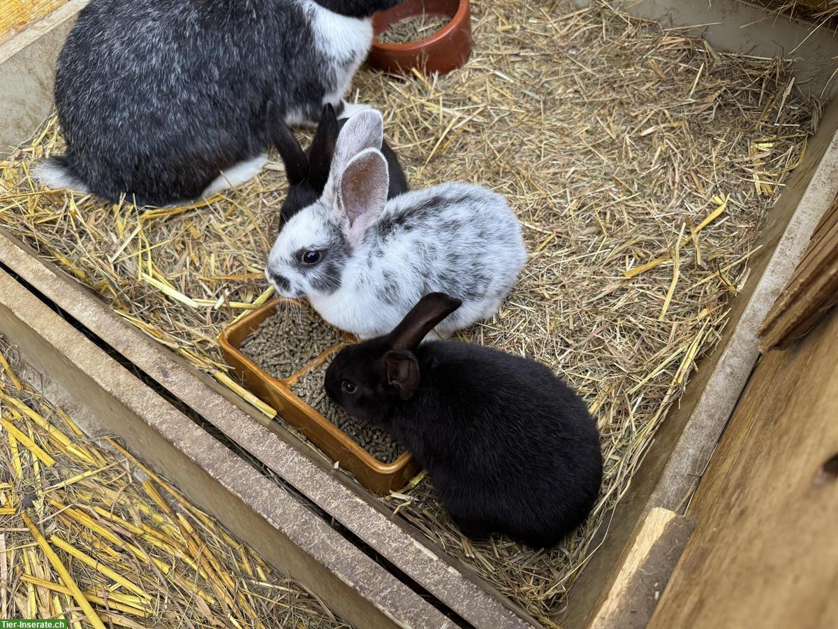 Junge süsse Kaninchen zu verkaufen