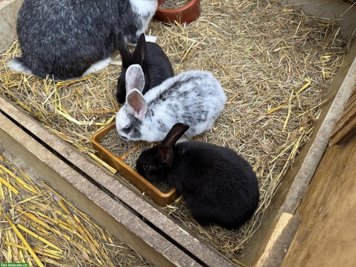 Bild 2: Junge süsse Kaninchen zu verkaufen