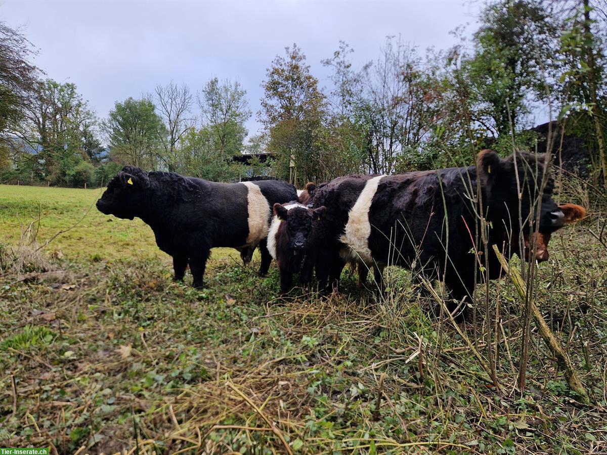 Galloway Stier black belted