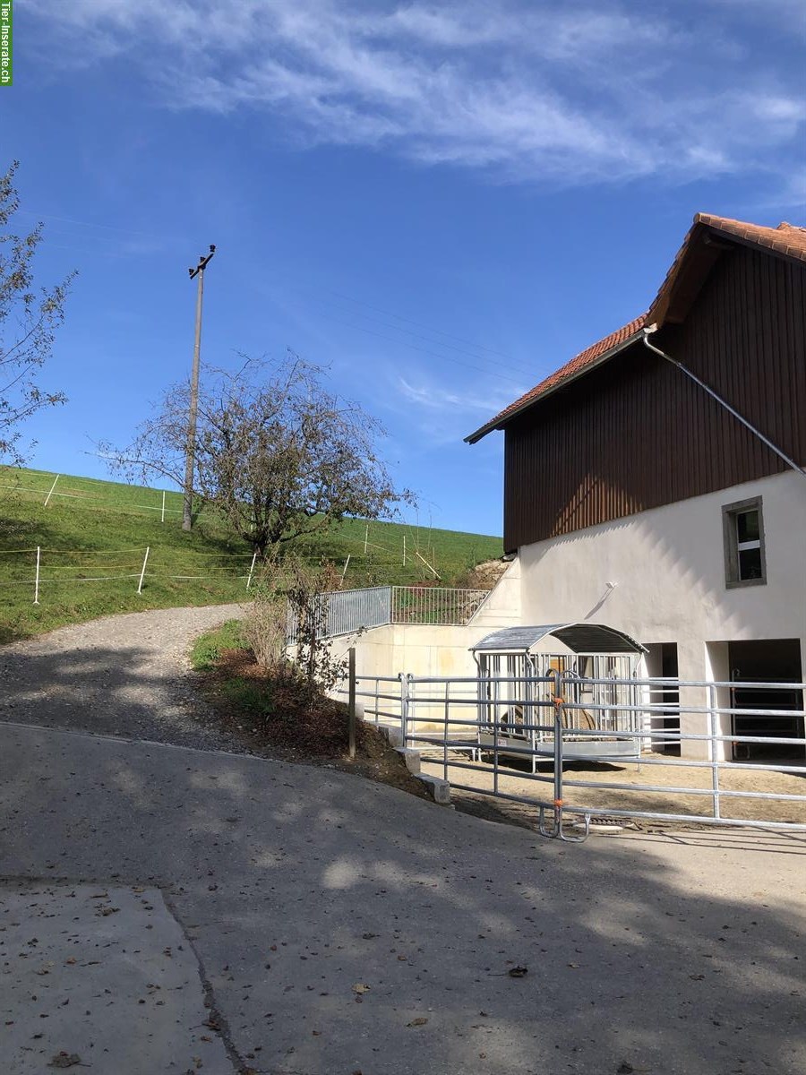 Bild 3: Bieten Offenstallplatz in Schlossrued AG