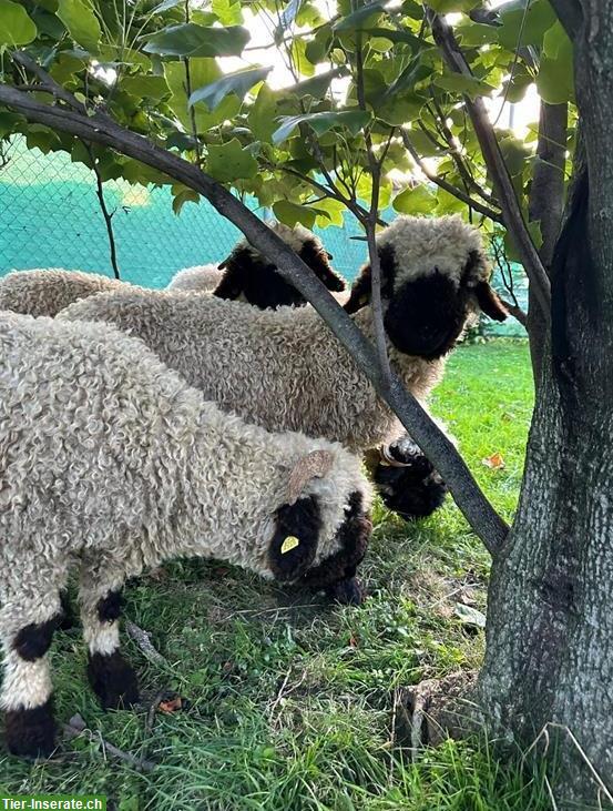 4 Walliser Schwarznasenschafe Aue zu verkaufen