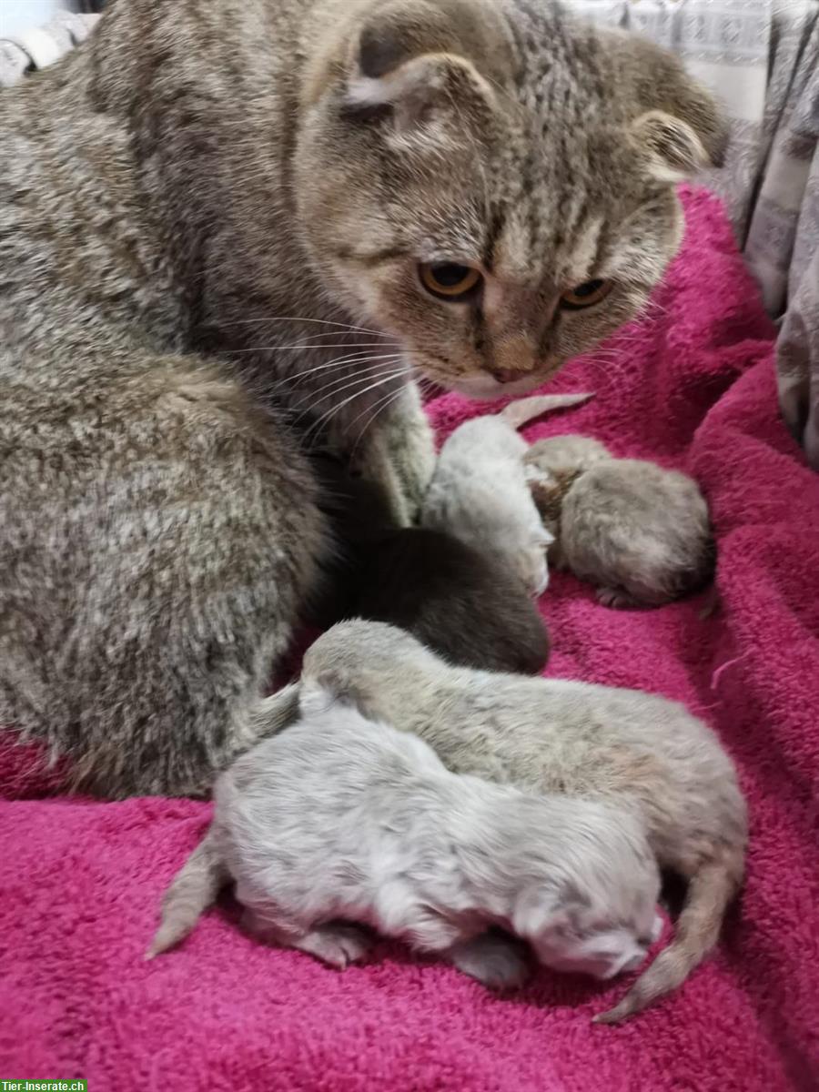 Bild 4: Lieber BKH Deckkater mit Erfahrung