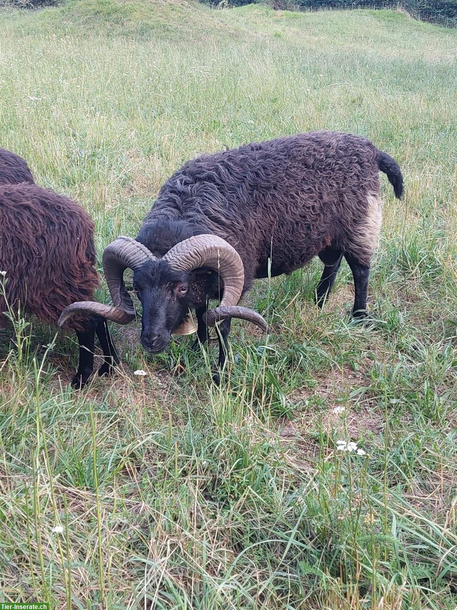 Schöner Skudden Schafbock 3-jährig zu verkaufen