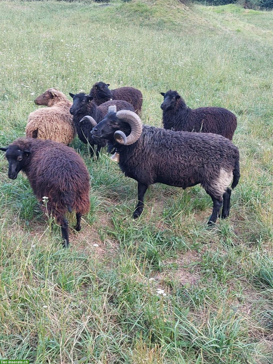 Bild 2: Schöner Skudden Schafbock 3-jährig zu verkaufen