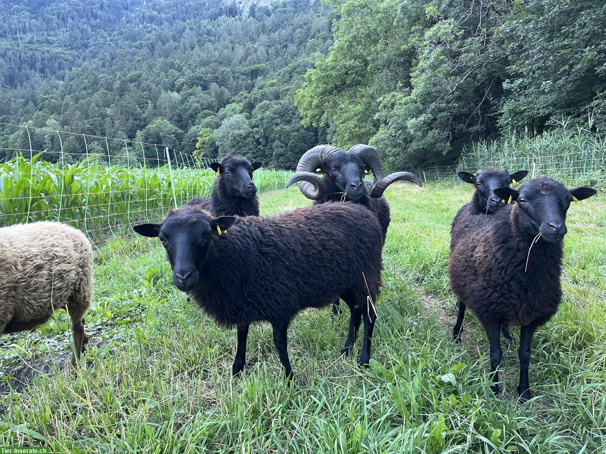 Bild 3: Schöner Skudden Schafbock 3-jährig zu verkaufen