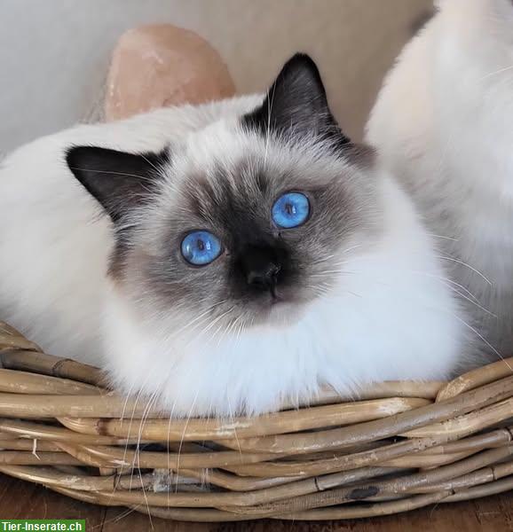 Bild 2: Anhängliche Heilige Birma Katzen mit Stammbaum