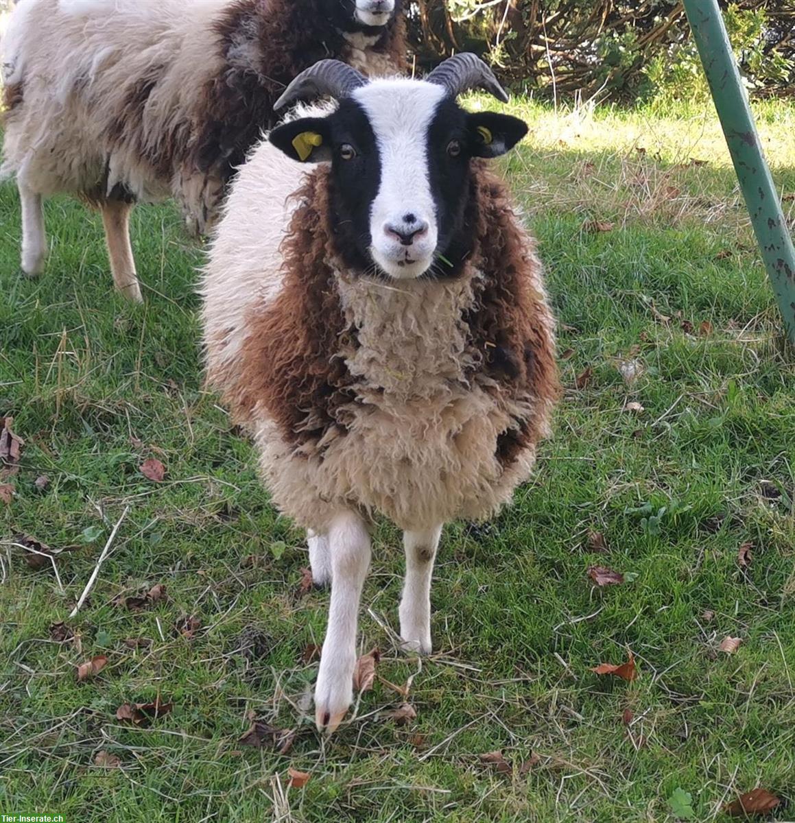 Agnelle de la race mouton de Jacob à vendre | Jakobsschaf