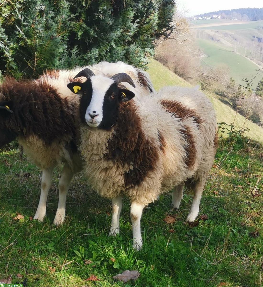 Bild 2: Agnelle de la race mouton de Jacob à vendre | Jakobsschaf