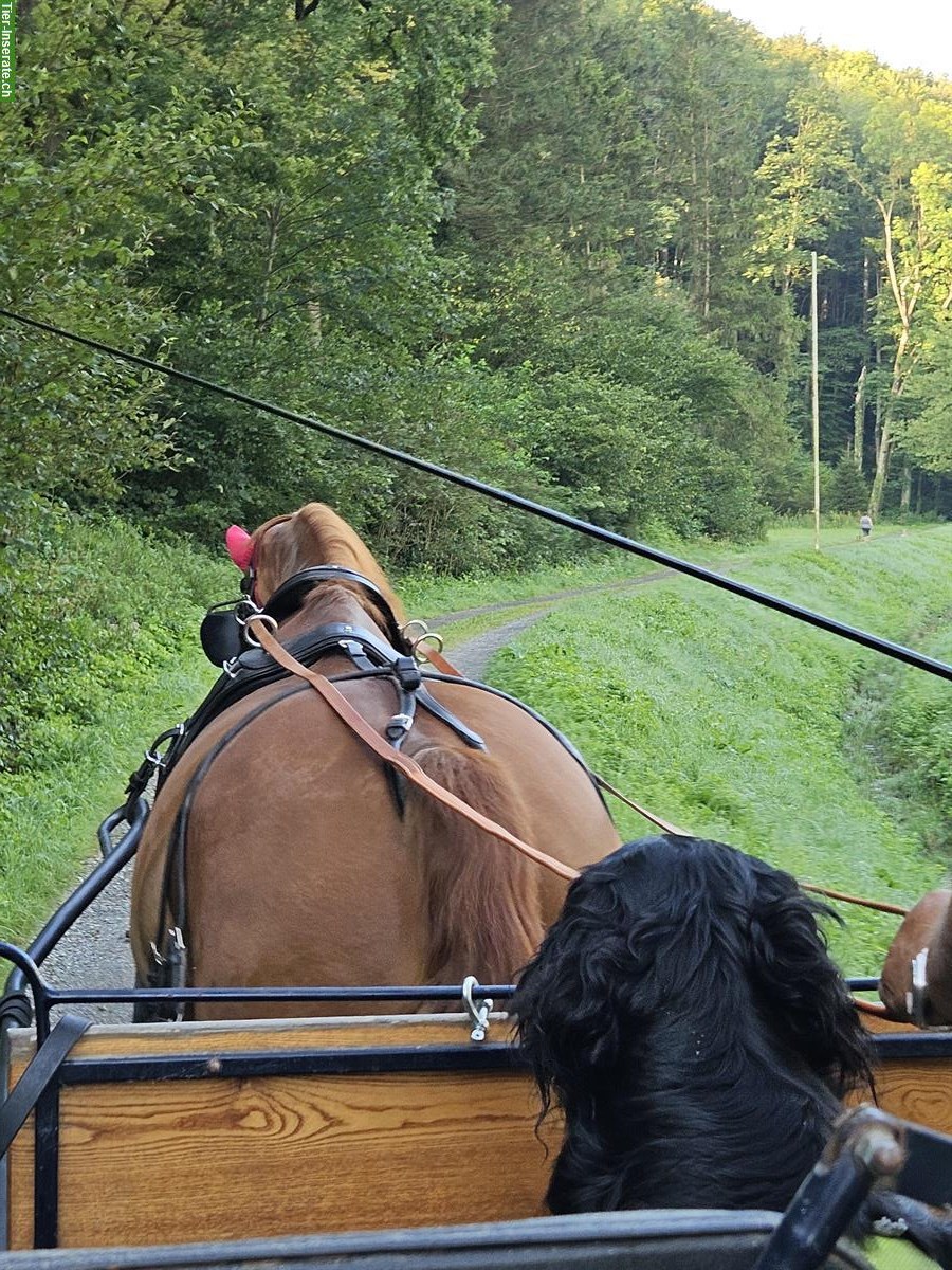 Bild 2: Schönes Kutschenpferd und Familienpferd