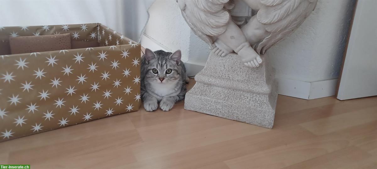 Bild 3: British Shorthair-Mix Katerli sucht ein Zuhause