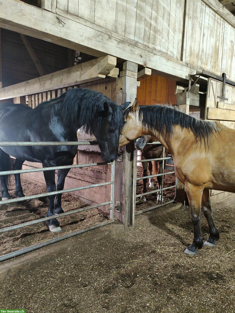 Biete Reitbeteiligungen in Rohrbachgraben BE