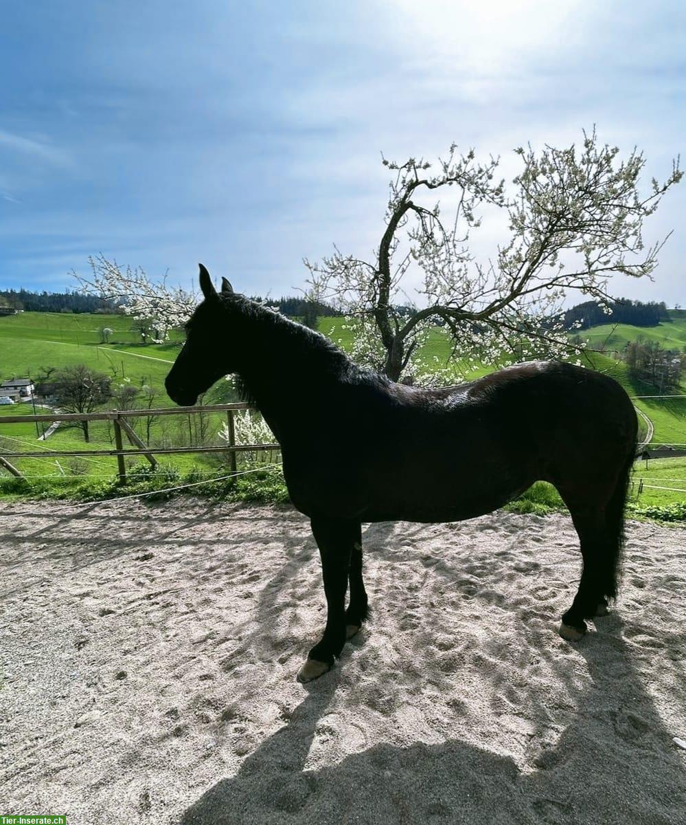 Bild 2: Biete Reitbeteiligungen in Rohrbachgraben BE