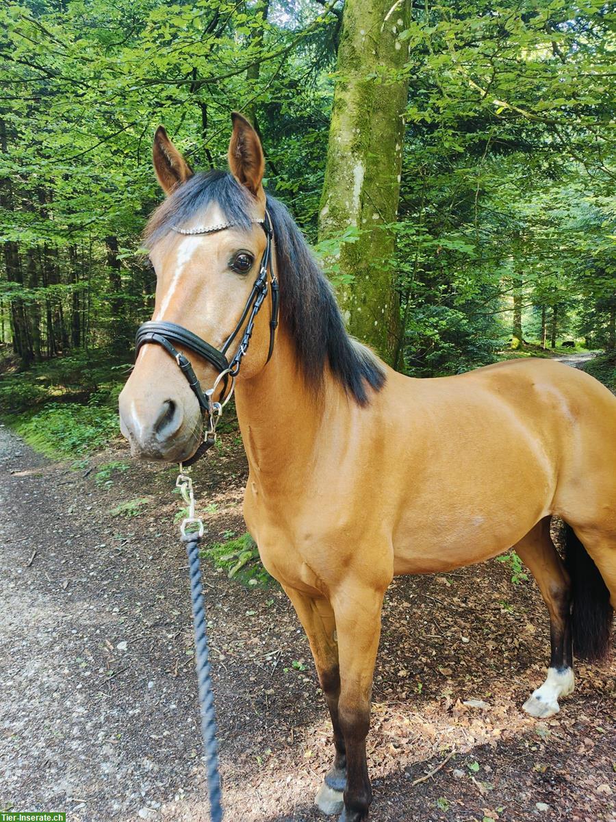 Bild 3: Biete Reitbeteiligungen in Rohrbachgraben BE