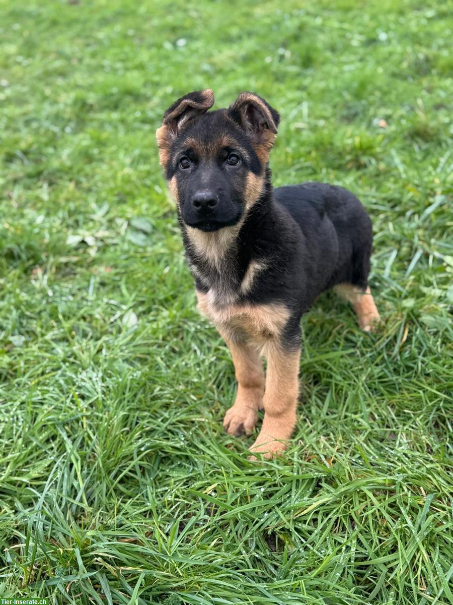 Deutscher Schäferhund Welpe, Rüde mit SKG/SC-Ahnentafel