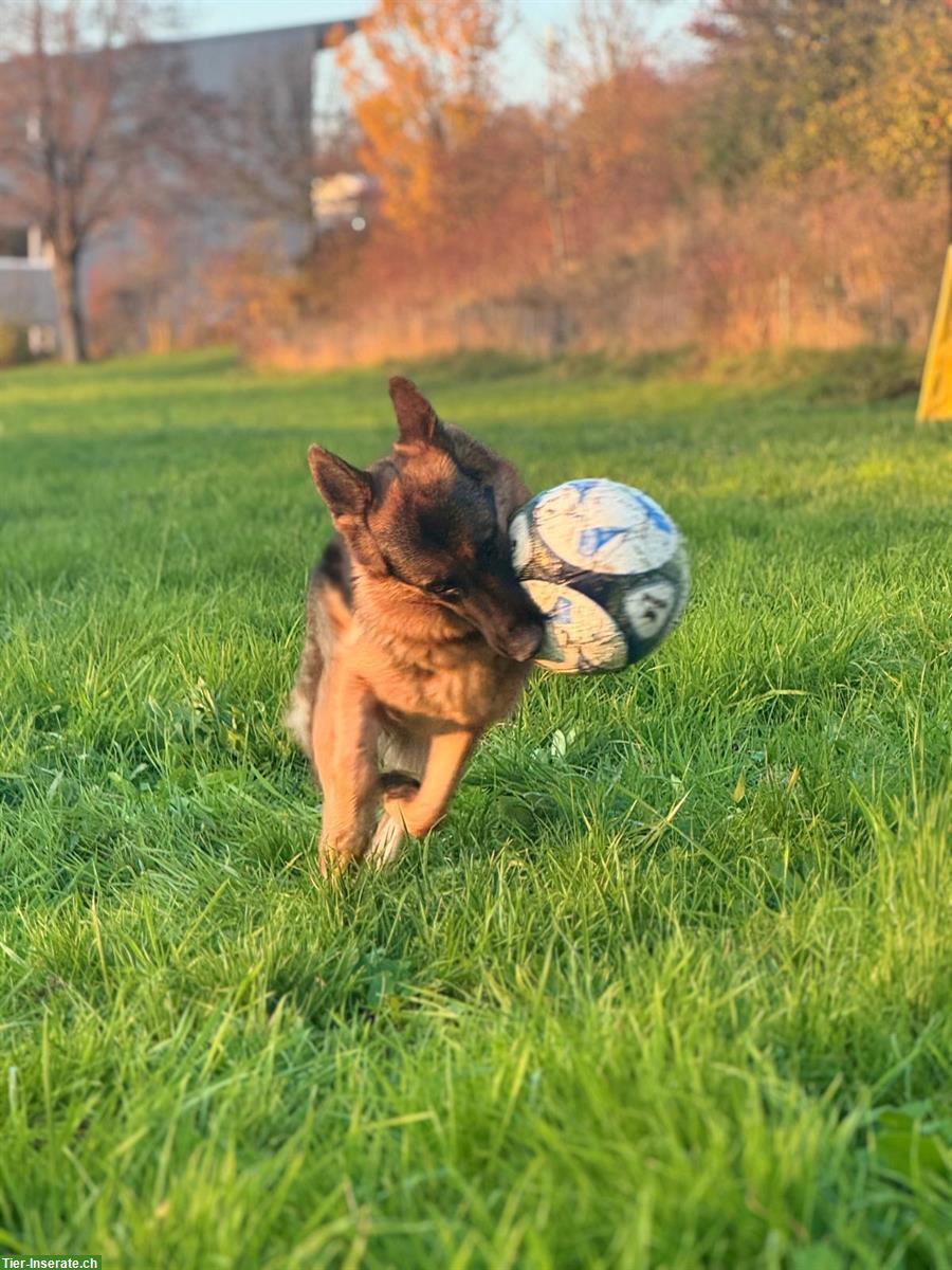 Bild 3: Deutscher Schäferhund Hündin, 1,5-jährig mit SKG/SC Ahnentafel